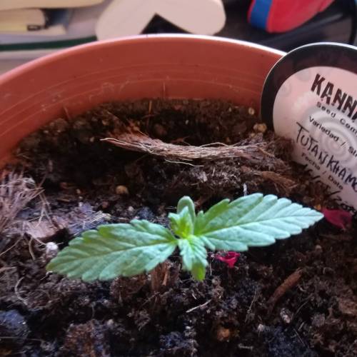 Auto Tutankhamon outdoor . Week 1