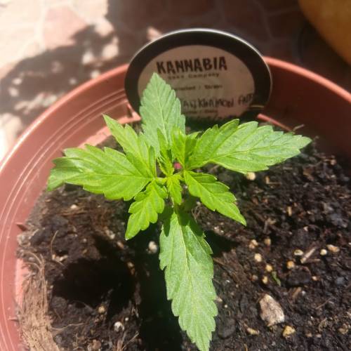 Auto Tutankhamon outdoor . Week 2