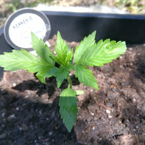 Auto Tutankhamon outdoor . Week 2