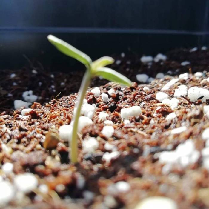 Tropicanna Cookies XXL Auto. Week 0