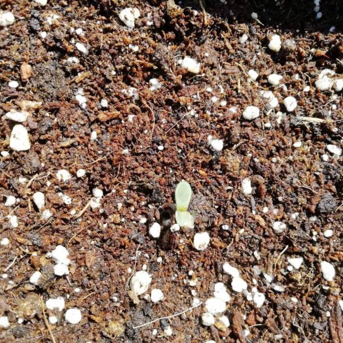 Tropicanna Cookies XXL Auto. Week 1