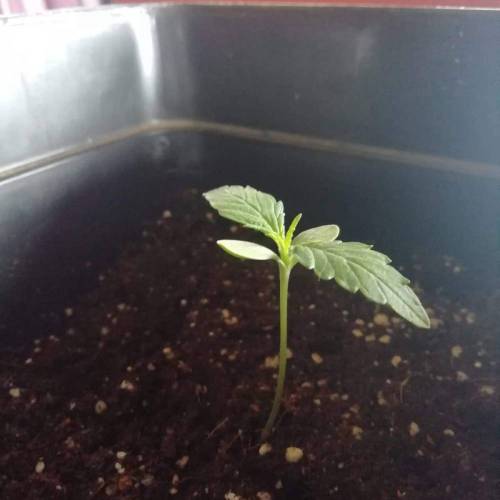 Tropicanna Cookies XXL Auto. Week 4