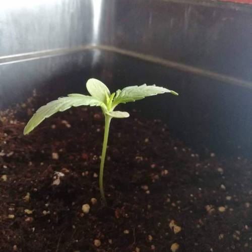 Tropicanna Cookies XXL Auto. Week 4