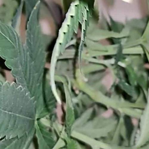 Raspberry Ripple (Tiki Madman Colab) 