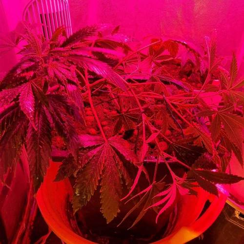 Acidlove. Week 6 - Day 50