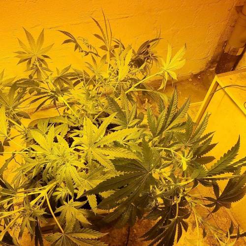 MotherGorill. Week 4