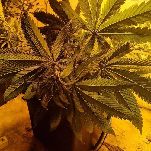 MotherGorill. Week 4