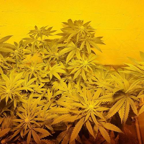 MotherGorill. Week 4