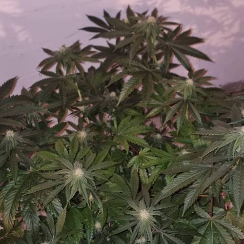 MotherGorill. Week 4 - F Day 27