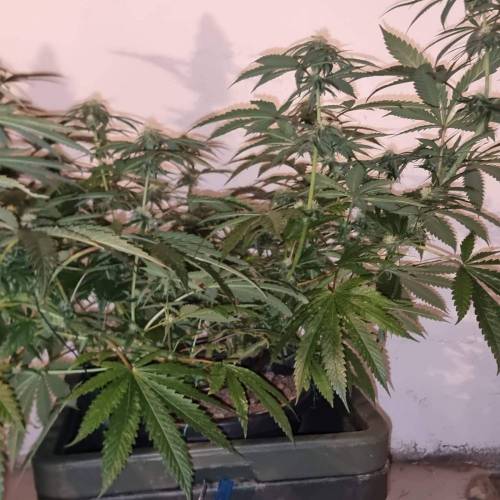 MotherGorill. Week 4 - F Day 27