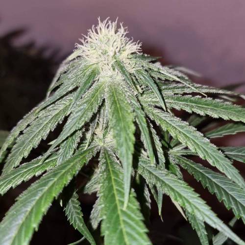 MotherGorill. Week 4 - F Day 27