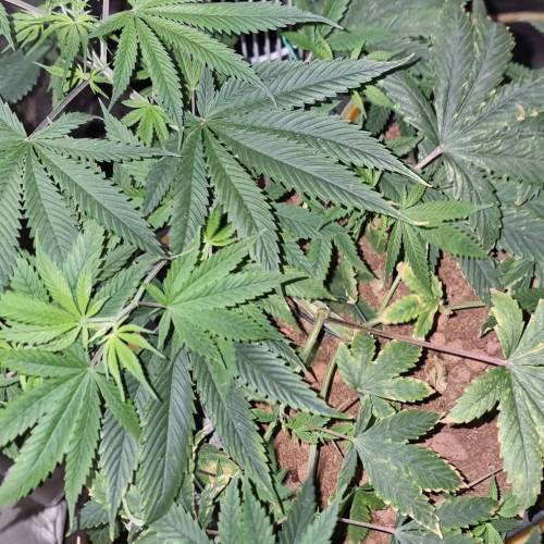 Acidlove. Week 6 - Day 53 from seed