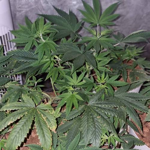 Acidlove. Week 6 - Veg day 39