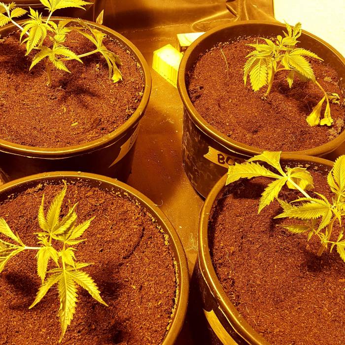 Blackberry Cream. Week 1