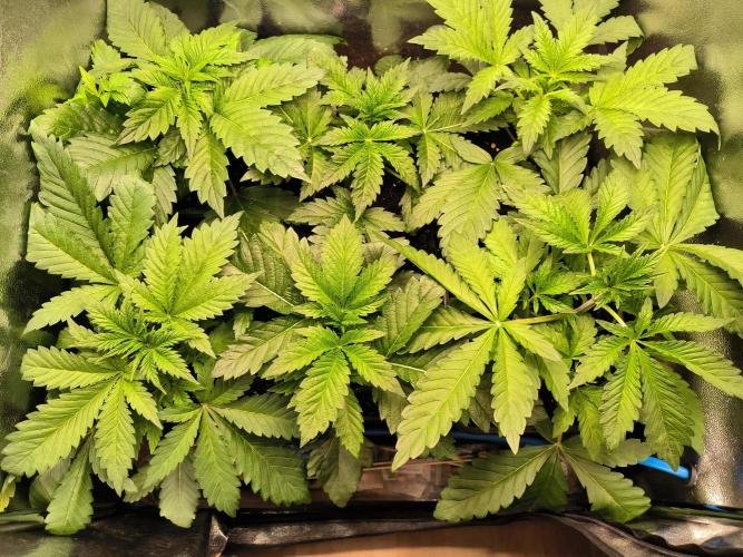 dognabis #15 Dognabiscup Permanent Maker. Week 3