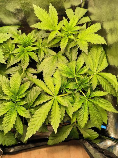 dognabis #15 Dognabiscup Permanent Maker. Week 3