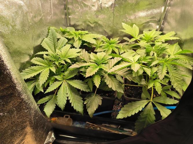 dognabis #15 Dognabiscup Permanent Maker. Week 3