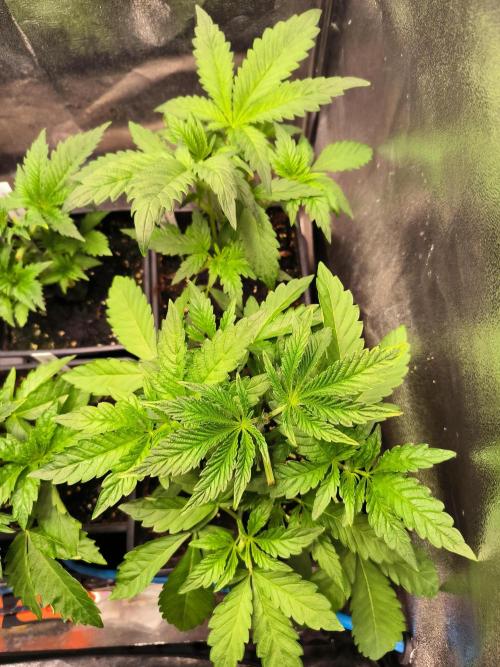 dognabis #15 Dognabiscup Permanent Maker. Week 4