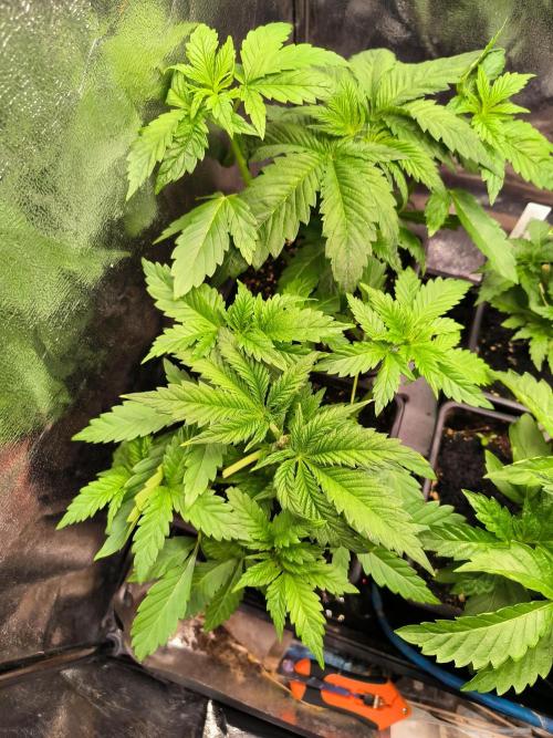 dognabis #15 Dognabiscup Permanent Maker. Week 4