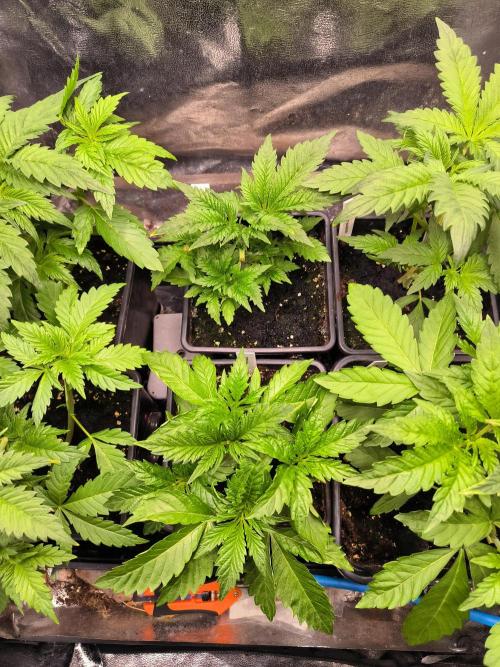 dognabis #15 Dognabiscup Permanent Maker. Week 4