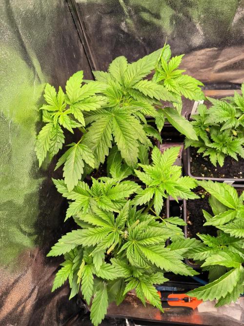 dognabis #15 Dognabiscup Permanent Maker. Week 4