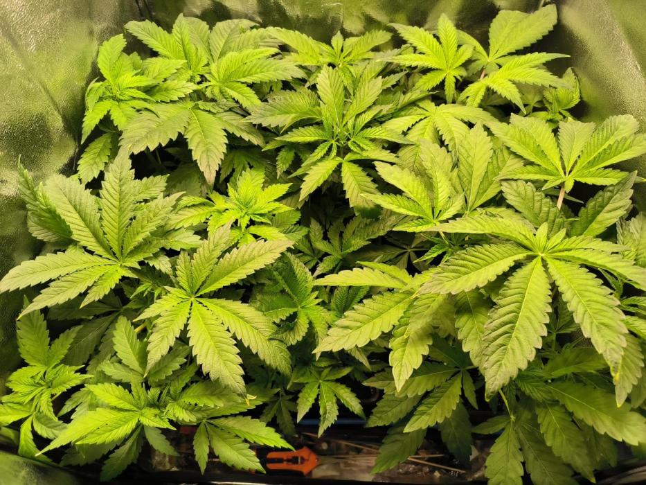 dognabis #15 Dognabiscup Permanent Maker. Week 5