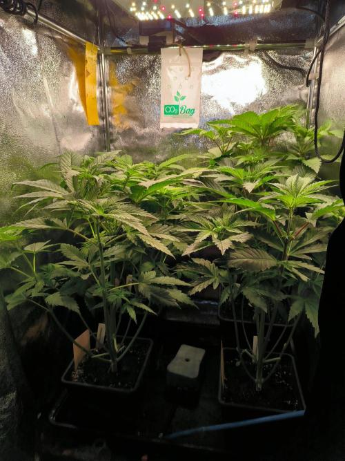 dognabis #15 Dognabiscup Permanent Maker. Week 6