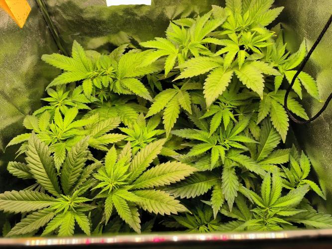 dognabis #15 Dognabiscup Permanent Maker. Week 6