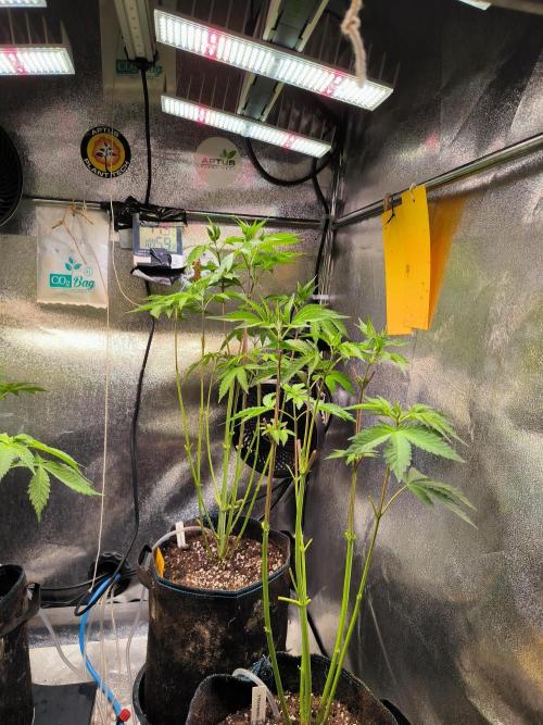 dognabis #15 Dognabiscup Permanent Maker. Week 7