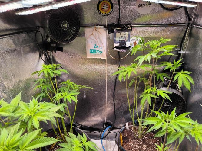 dognabis #15 Dognabiscup Permanent Maker. Week 7