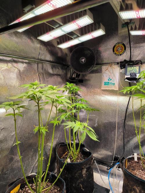 dognabis #15 Dognabiscup Permanent Maker. Week 7