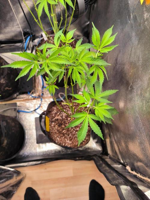 dognabis #15 Dognabiscup Permanent Maker. Week 7