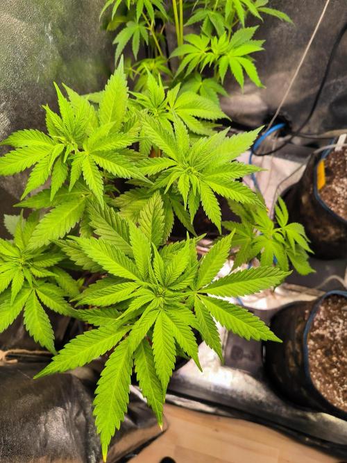 dognabis #15 Dognabiscup Permanent Maker. Week 7