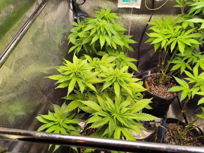 dognabis #15 Dognabiscup Permanent Maker. Week 8