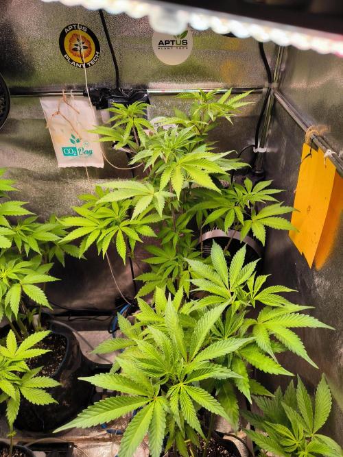 dognabis #15 Dognabiscup Permanent Maker. Week 8