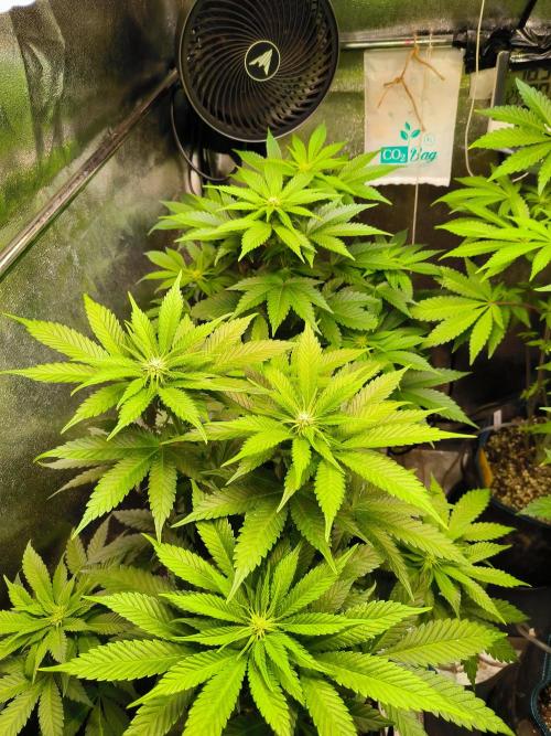 dognabis #15 Dognabiscup Permanent Maker. Week 9