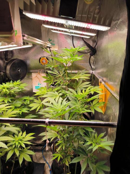 dognabis #15 Dognabiscup Permanent Maker. Week 9