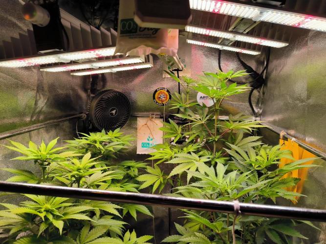 dognabis #15 Dognabiscup Permanent Maker. Week 9