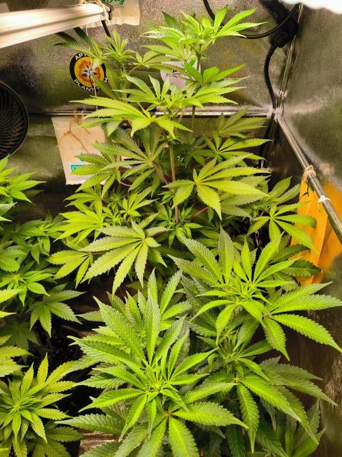 dognabis #15 Dognabiscup Permanent Maker. Week 9