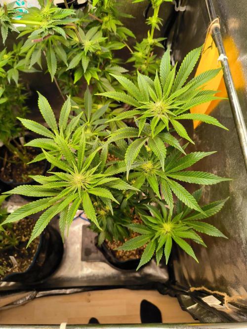 dognabis #15 Dognabiscup Permanent Maker. Week 10