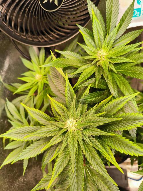 dognabis #15 Dognabiscup Permanent Maker. Week 10