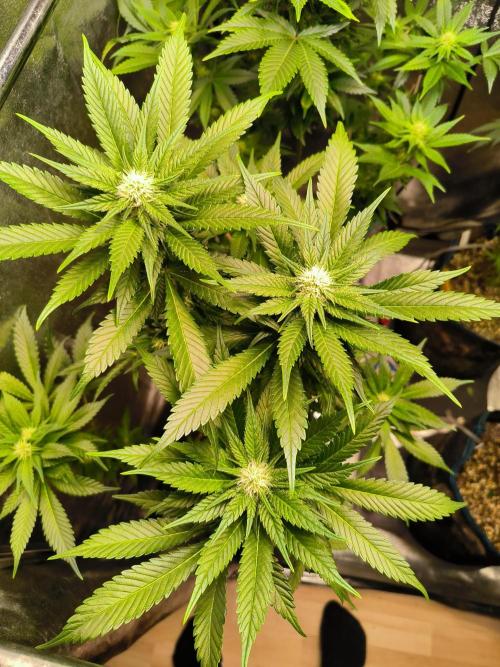 dognabis #15 Dognabiscup Permanent Maker. Week 10