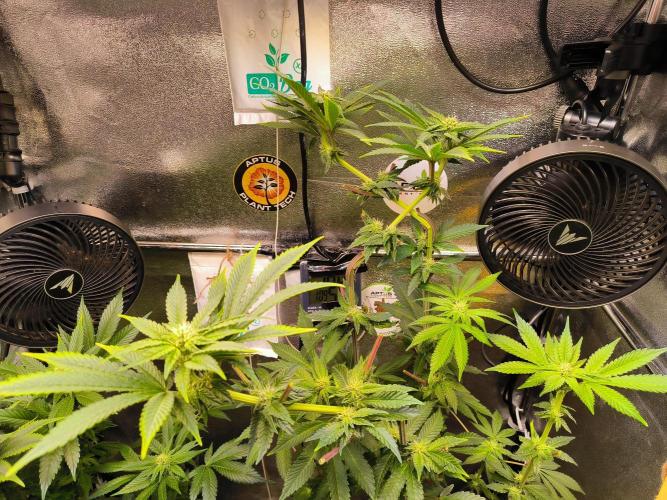 dognabis #15 Dognabiscup Permanent Maker. Week 10