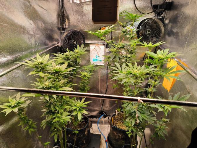 dognabis #15 Dognabiscup Permanent Maker. Week 10