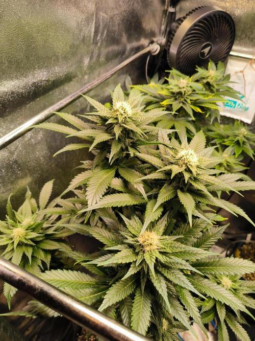 dognabis #15 Dognabiscup Permanent Maker. Week 11