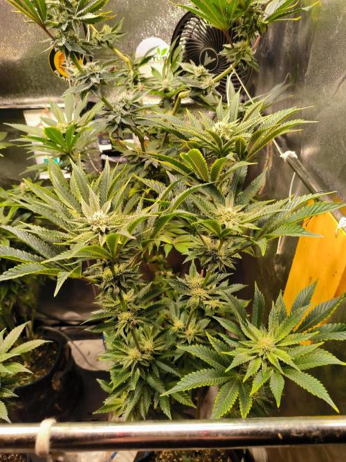 dognabis #15 Dognabiscup Permanent Maker. Week 11