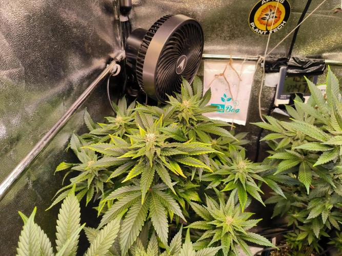 dognabis #15 Dognabiscup Permanent Maker. Week 11