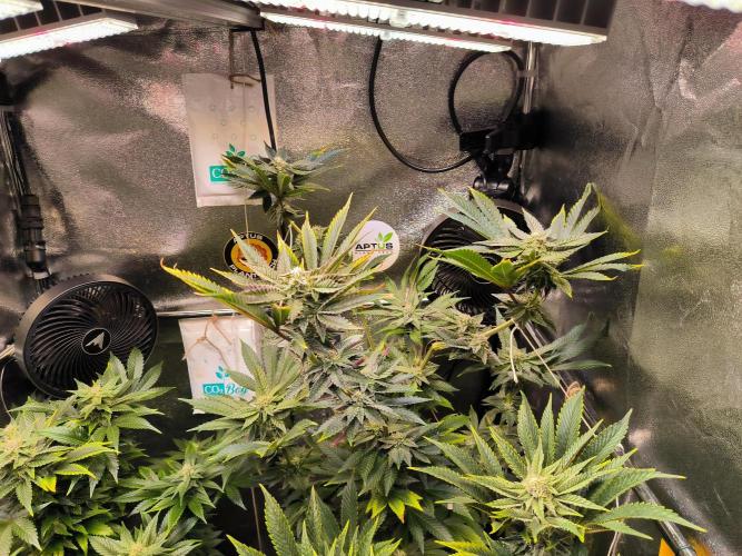 dognabis #15 Dognabiscup Permanent Maker. Week 11