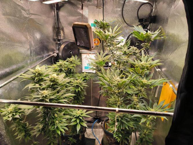 dognabis #15 Dognabiscup Permanent Maker. Week 11