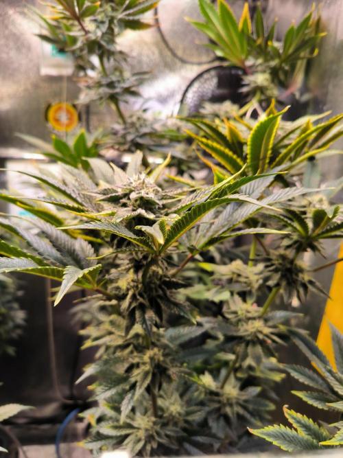 dognabis #15 Dognabiscup Permanent Maker. Week 12